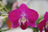 Generic 100 pack 2x50 Count packs Purple Dendrobium Fresh Cut Orchids or for Lei and Food Decorations (Red Sonia)