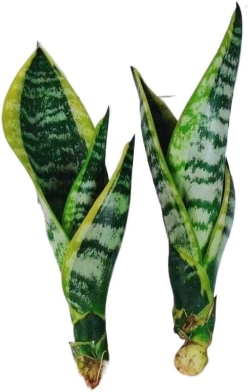 generic Live Variegated Snake Plant Fully Rooted Sansevieria Superba, Low Light Tolerant, Air