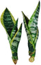 generic Live Variegated Snake Plant Fully Rooted Sansevieria Superba, Low Light Tolerant, Air