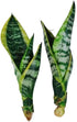 generic Live Variegated Snake Plant Fully Rooted Sansevieria Superba, Low Light Tolerant, Air