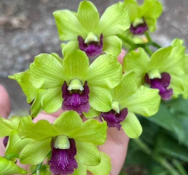Aloha Hawaii Orchids Dendrobium Burana Green Star 4" Pot