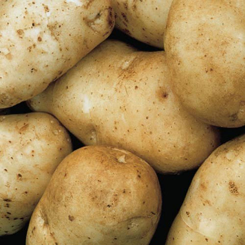 Gurney's Seed & Nursery Company Kennebec Potatoes - 4 lbs