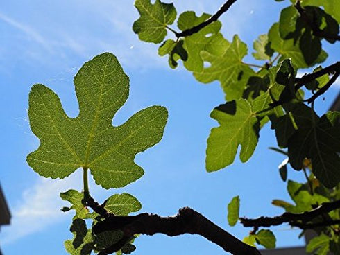 Pasion Mediterranea 60 Grams of Ground Fig Dried Leaves. Ficus carica Organic and Sustainable, from The Producer