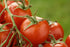 Kyknos 410 (Pack 2) Double Concentrate Tomato Paste g