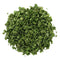 Frontier Co-op Dehydrated Chives, 1-pound Bulk Bag, Chopped & Sifted, Great Flavor