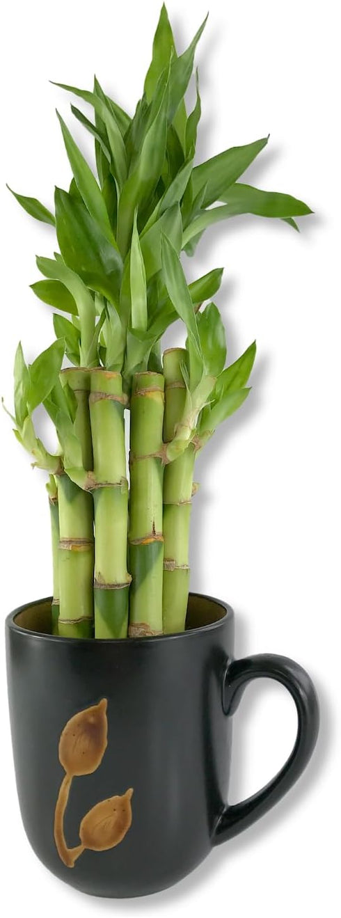 5-Pack 8 Inch Lucky Indoor Bamboo - Live Plants - Ships Bare Root - of Straight Stalks - Air Purifying Feng-Shui Zen
