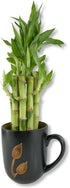 5-Pack 8 Inch Lucky Indoor Bamboo - Live Plants - Ships Bare Root - of Straight Stalks - Air Purifying Feng-Shui Zen