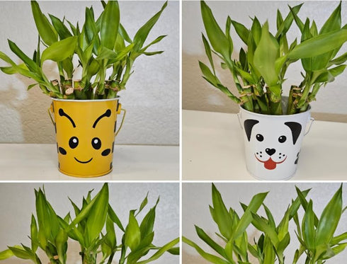 Generic 10 6 Inches, Lucky Bamboo Plants Feng Shui, Indoor Plant, Bring Good Luck to Your Home, Perennial, Easy to Care
