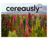 Cereausly 10 LB Organic Red Quinoa Premium Royal Quinoa from Bolivia Kosher and Non-GMO Quinoa Bulk Vegan