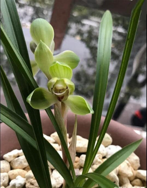 2 Chinese Cymbidium Goeringii - Easy Care Live Orchid Plant with Stems