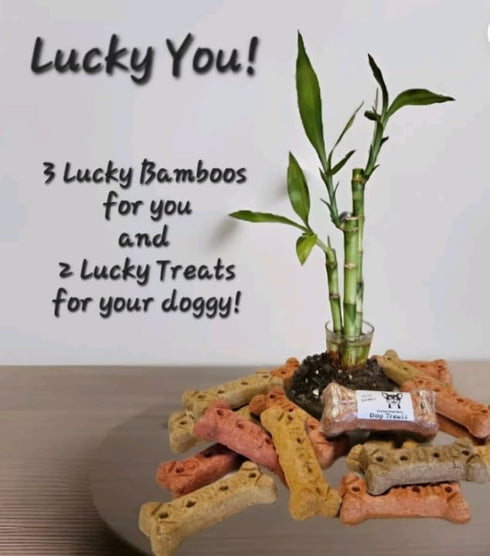 Generic 3 1x4 1x6 1x8 Stalks Lucky Bamboo Plants - Tied in Gold Wire w/Complimentary Dog Treats, Just Add Water, Easy