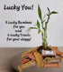 Generic 3 1x4 1x6 1x8 Stalks Lucky Bamboo Plants - Tied in Gold Wire w/Complimentary Dog Treats, Just Add Water, Easy