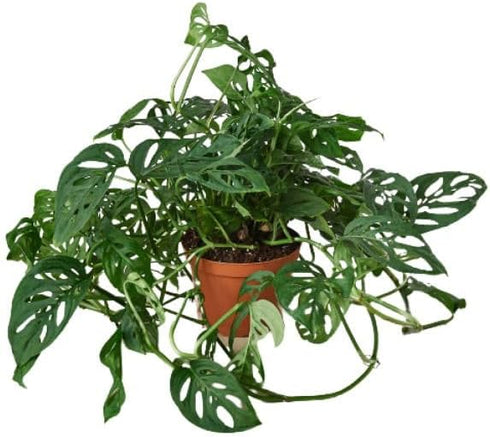 Generic 6-Monstera-Swiss.Cheese 6 in. Monstera Adansonii Swiss Cheese Pot