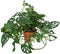 Generic 6-Monstera-Swiss.Cheese 6 in. Monstera Adansonii Swiss Cheese Pot
