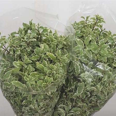 10 Silver Queen Pittosporum Flowers and Leaves Fresh Flowers Mother's Day Birthday Gift Los Angeles Flower Wholesale