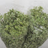 10 Silver Queen Pittosporum Flowers and Leaves Fresh Flowers Mother's Day Birthday Gift Los Angeles Flower Wholesale