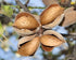 2 Food to Live - Blanched Almond Flour, Pounds Finely Milled, Raw, Vegan, Keto, Paleo. Good Source of Fiber, Protein