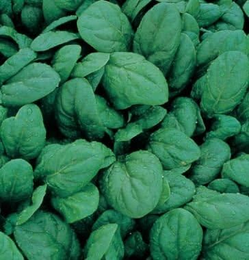 Spinach Space 500 Seeds