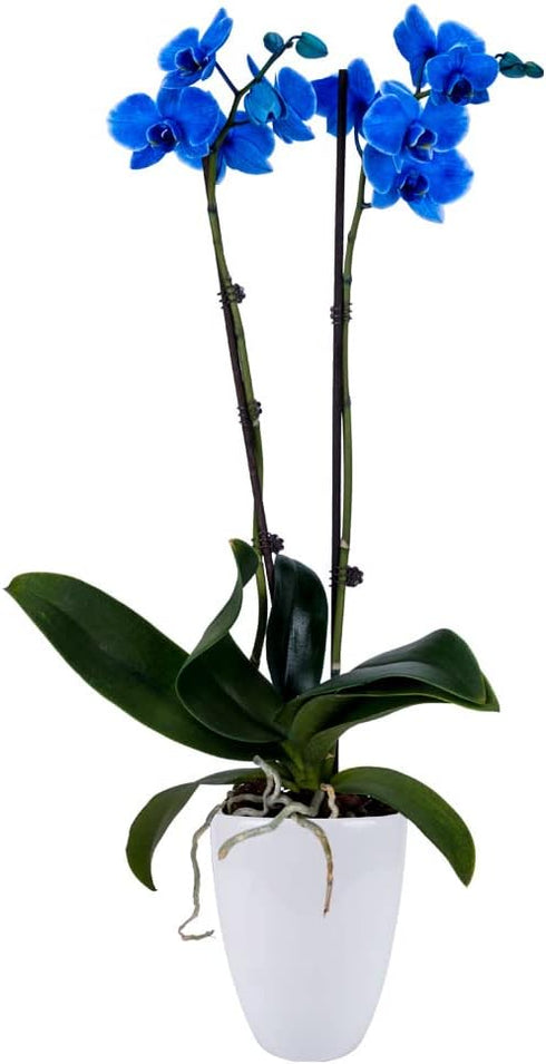 DecoBlooms Premium Blue 5 Orchid Live Indoor Plant (Modern Pot Included) Grown
