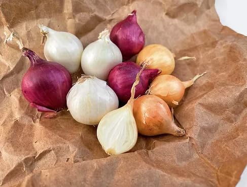 3 LB Kejora Fresh Boiler Onions/Boiling Onions (TriColor, Onion)