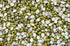 Indian Spice 2lb MOONG CHILKA