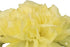 50 FlowerPrime Yellow Carnations - Fresh Natural Cut Flowers