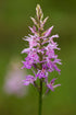 Health Embassy Goat’s Rue Herb | Galega Officinalis L | Herbal Tea (50g)