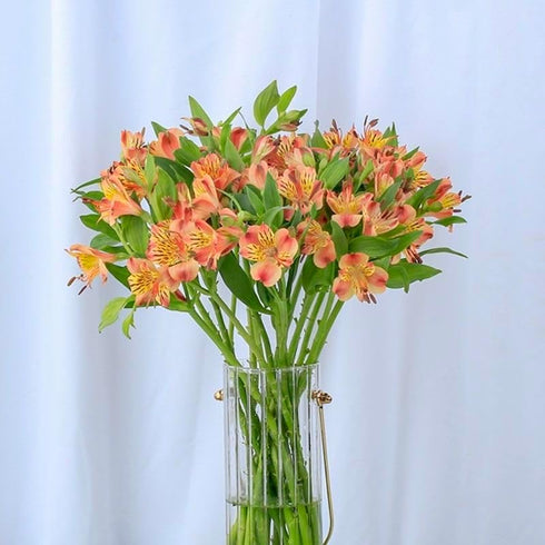 30 stem random mix Rainbow Alstroemeria Fresh Cut Flowers Gift for Home Birthday Anniversary Get Well Sympathy