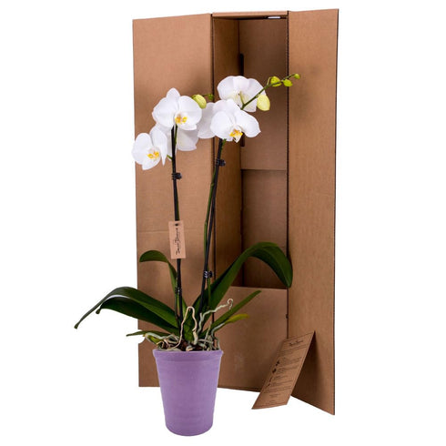 5 DecoBlooms Premium White Orchid Live Indoor Plant (Modern Pot Included) Grown in the USA - Fresh Flowering Home Decor