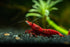 Generic 20+ High Grade Fire Red Cherry Shrimps Neocaridina Live Freshwater Shrimp Aquarium Inverts High-Grade Cherry