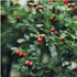 100% 8.47 oz (Pack 2) Garisar- Wild Rosehip Marmalade Sugar Free, Wild Rosehip Marmalade - Natural Wild Rosehip - Great
