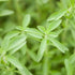 (2 Natural Herbal Live Zero Calorie Sugar Replacement. Stevia Plants. Sweet Leaf, Sugar Leaf, Natural Sugar Substitute