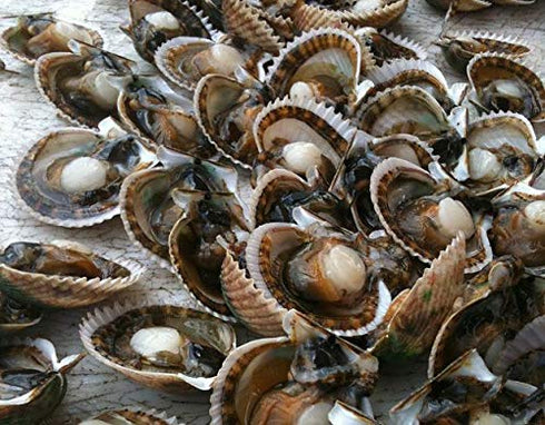 115g 100% NESTLADY Dried Japanese Scallops - Natural, Dried