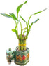Generic Coop & Harp Small Lucky Bamboo Live Indoor Plant with Ceramic Vase,