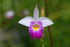 Discount Hawaiian Gifs 2 #zc50 Discount Hawaiian Bamboo Orchid Roots - by Hawaiian Gifts