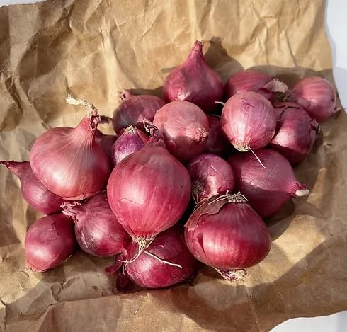 Kejora Fresh Boiler Onions/Boiling Onions 3 LB (Red, Onion)