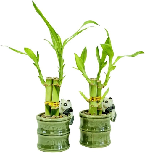 Generic Coop & Harp Small Lucky Bamboo Live Indoor Plant with Ceramic Vase,