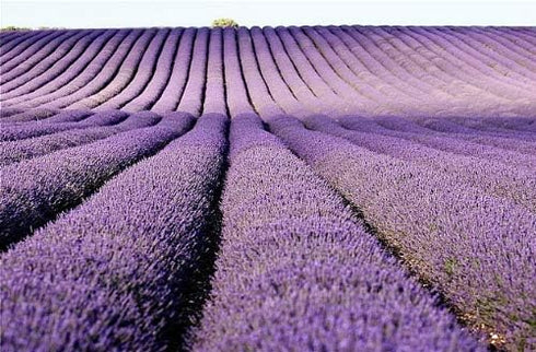 TOMOKOMAMA (2 Dried Lavender Bundles - Freshly Harvested Organic Lavender Bunch Royal Velvet Bouquet for Decoration