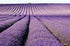 TOMOKOMAMA (2 Dried Lavender Bundles - Freshly Harvested Organic Lavender Bunch Royal Velvet Bouquet for Decoration