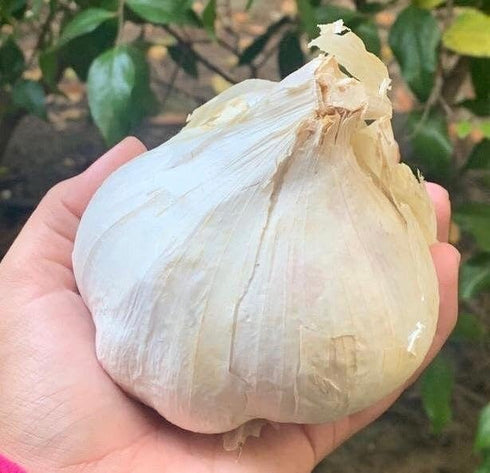 Generic Organic elephant garlic fresh bulbs 2 pounds. produce