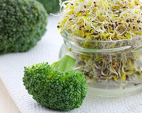 1 Food to Live - Broccoli Seeds for Sprouting, Pound Vegan, Kosher, Sirtfood, Bulk. Rich in Sulforaphane, Vitamin C