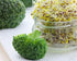1 Food to Live - Broccoli Seeds for Sprouting, Pound Vegan, Kosher, Sirtfood, Bulk. Rich in Sulforaphane, Vitamin C