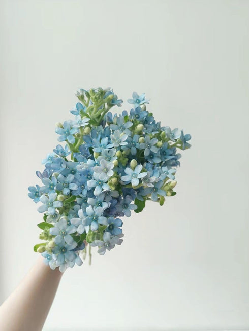 10 Stems of Fresh Blue Tweedia for DIY Floral Arrangements - Perfect for Weddings and Anniversaries