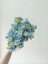 10 Stems of Fresh Blue Tweedia for DIY Floral Arrangements - Perfect for Weddings and Anniversaries