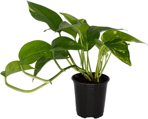 6 Inch Epipremmum Golden Pothos - Live Plant in a Pot - Aureum - Stunning Houseplant with Unique Foliage - The Perfect