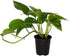 6 Inch Epipremmum Golden Pothos - Live Plant in a Pot - Aureum - Stunning Houseplant with Unique Foliage - The Perfect