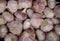 Garlic Bulbs Whole, Early Purple Italian, 2 pounds, This Garlic is ready
