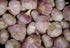 Garlic Bulbs Whole, Early Purple Italian, 2 pounds, This Garlic is ready