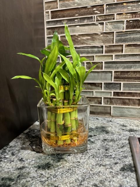 Generic Two Layer Live Luck Bamboo Indoor House Plant in Glass Vase, Live Lucky Bamboo Plant, Dracaena sanderiana, Feng