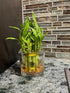 Generic Two Layer Live Luck Bamboo Indoor House Plant in Glass Vase, Live Lucky Bamboo Plant, Dracaena sanderiana, Feng